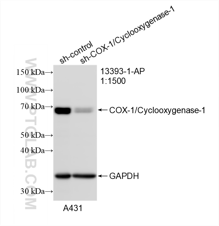 WB analysis of A431 using 13393-1-AP