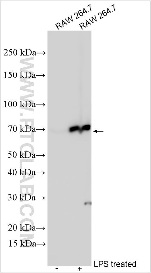 WB analysis using 12375-1-AP