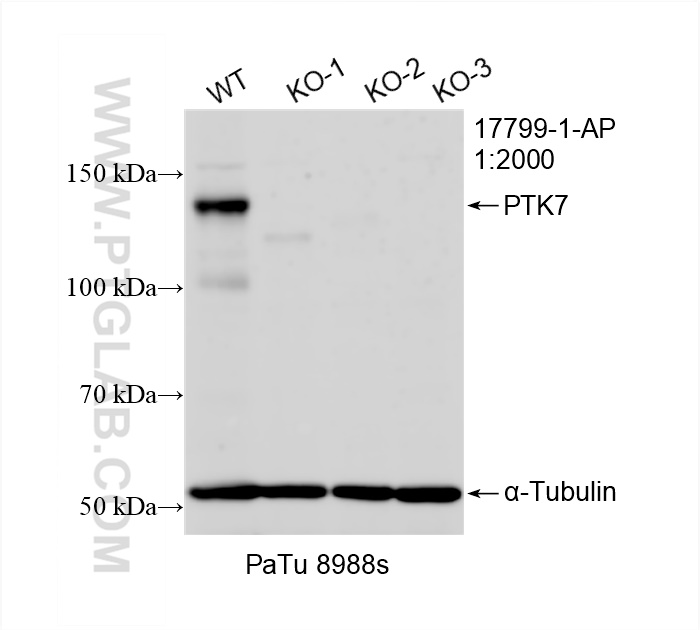 WB analysis of PaTu 8988s using 17799-1-AP