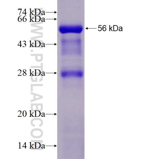 PTPN1 fusion protein Ag28381 SDS-PAGE