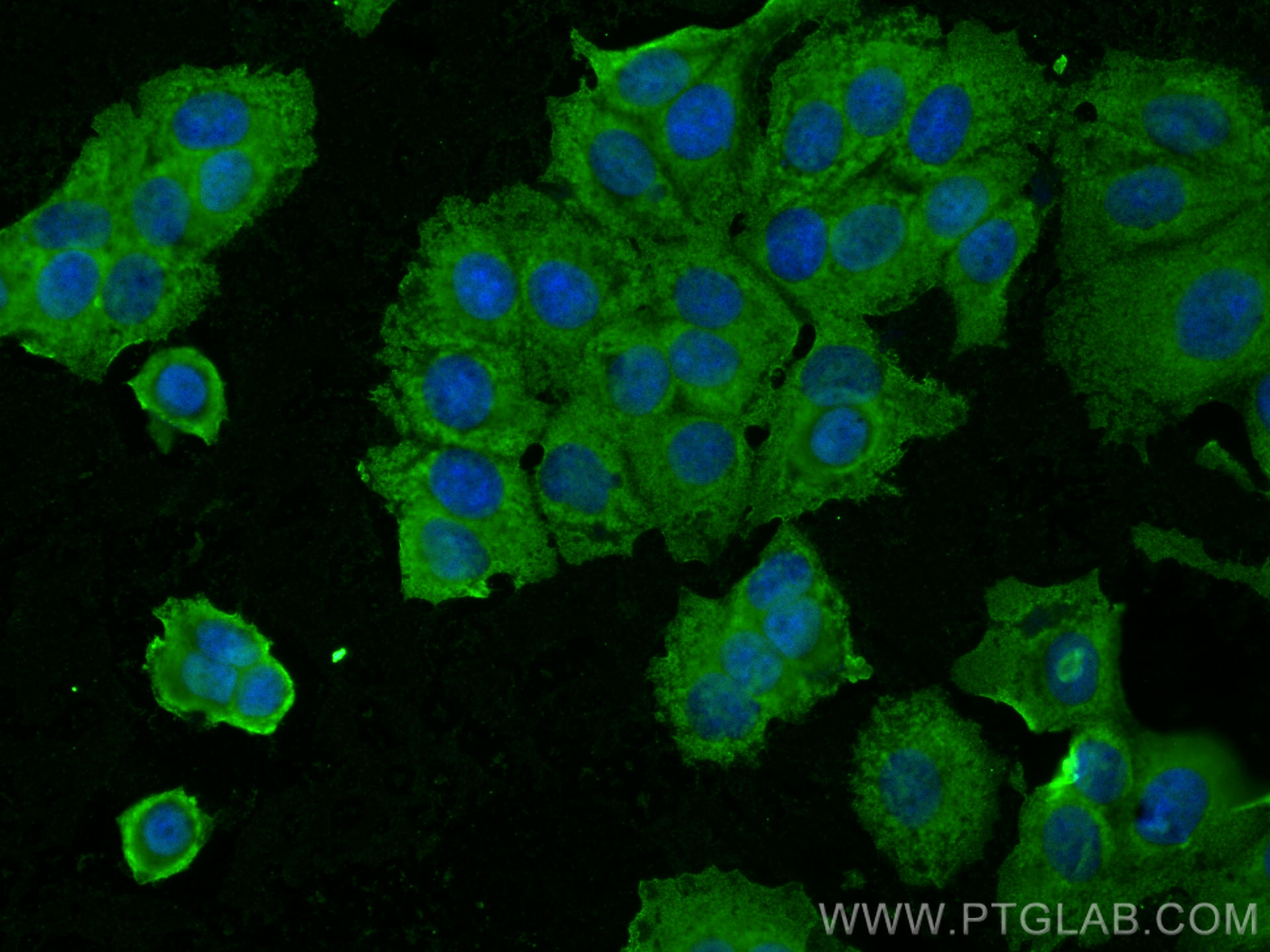 IF Staining of MCF-7 using 66795-1-Ig