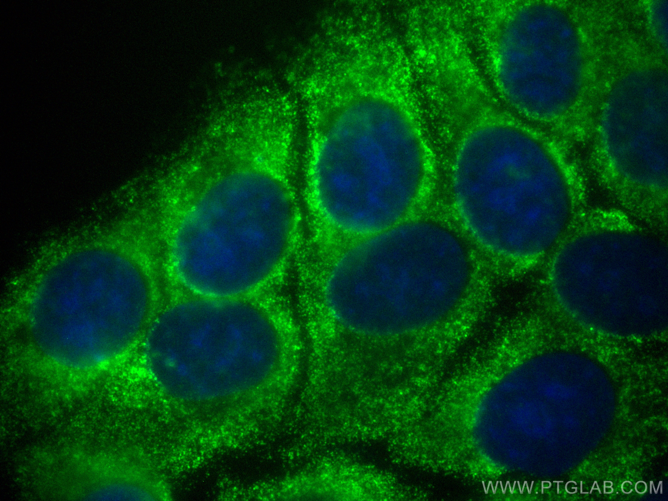 IF Staining of MCF-7 using CL488-66795