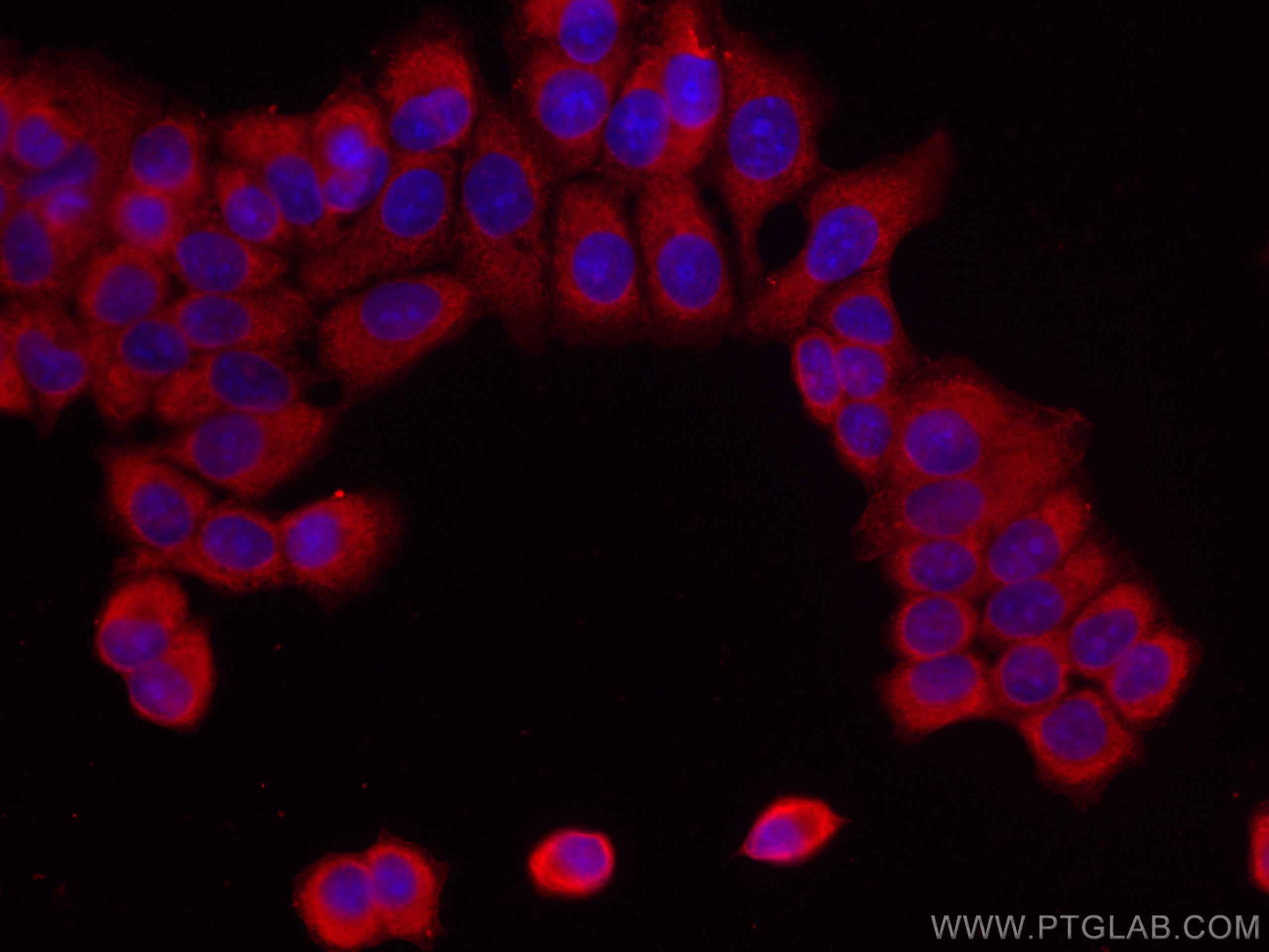 IF Staining of MCF-7 using CL594-66795