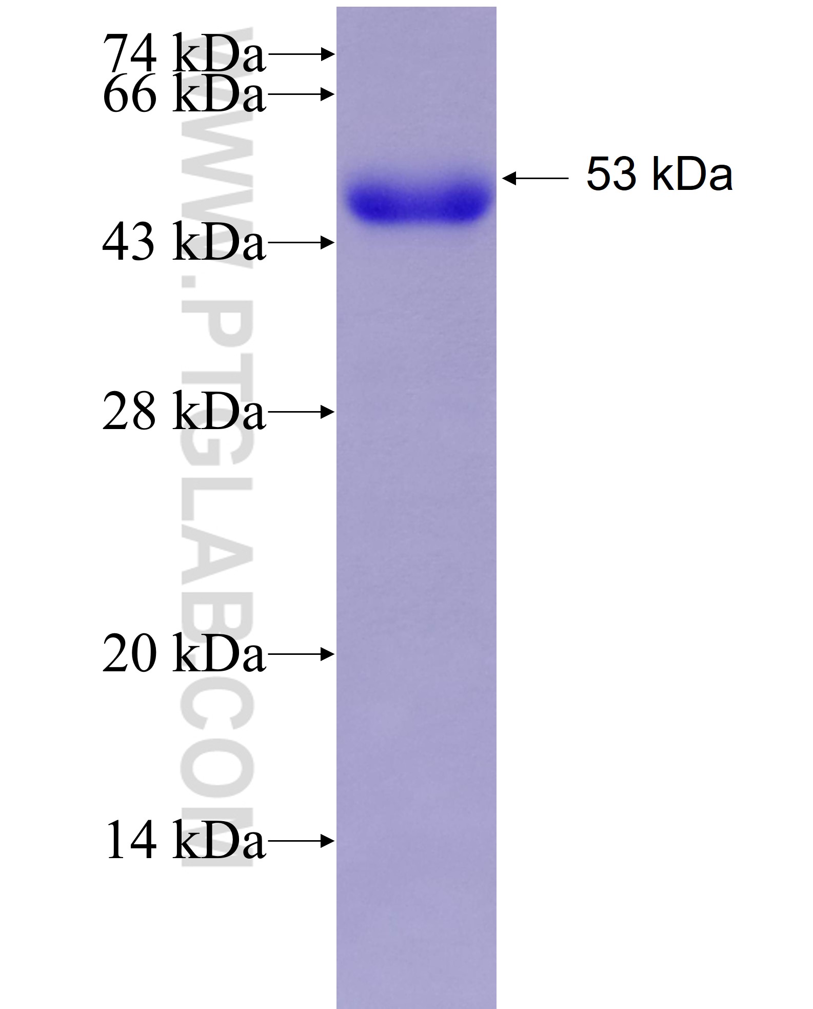 PTPN13 fusion protein Ag27440 SDS-PAGE