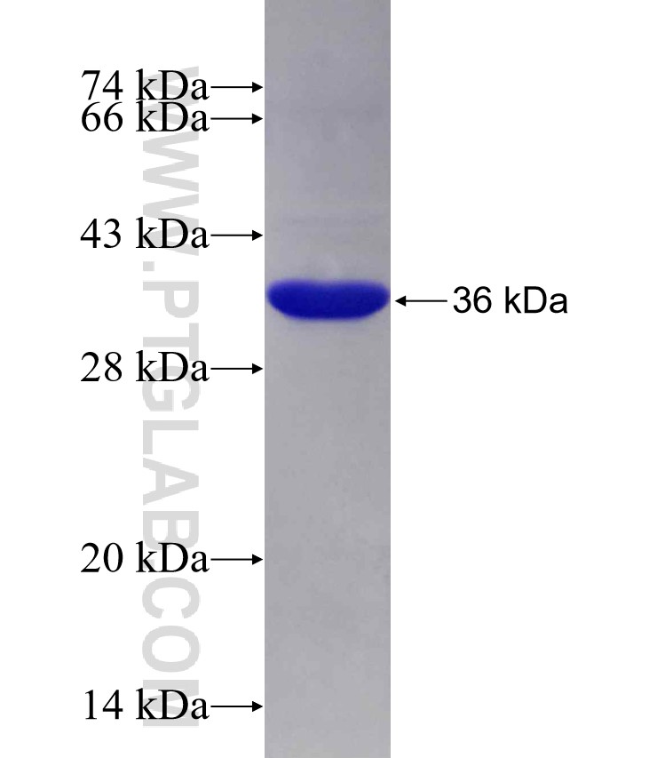 PTPN3 fusion protein Ag29379 SDS-PAGE