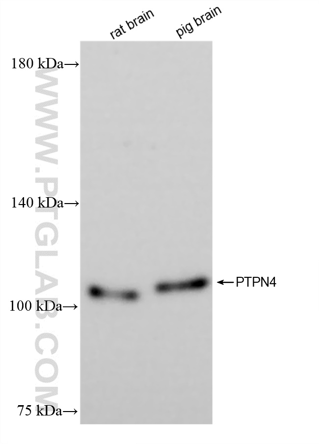 WB analysis using 83695-1-RR (same clone as 83695-1-PBS)