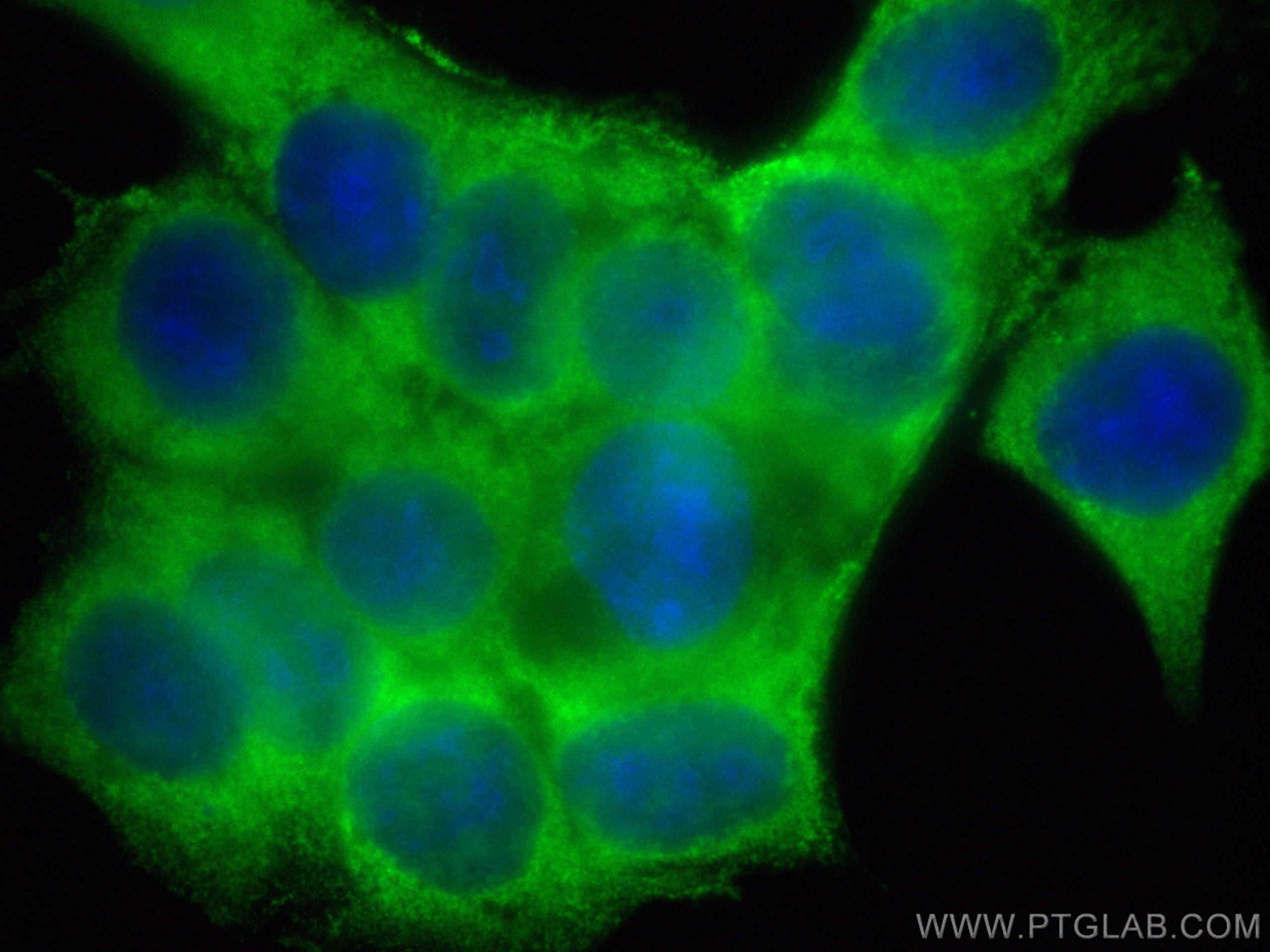 IF Staining of MCF-7 using CL488-24546