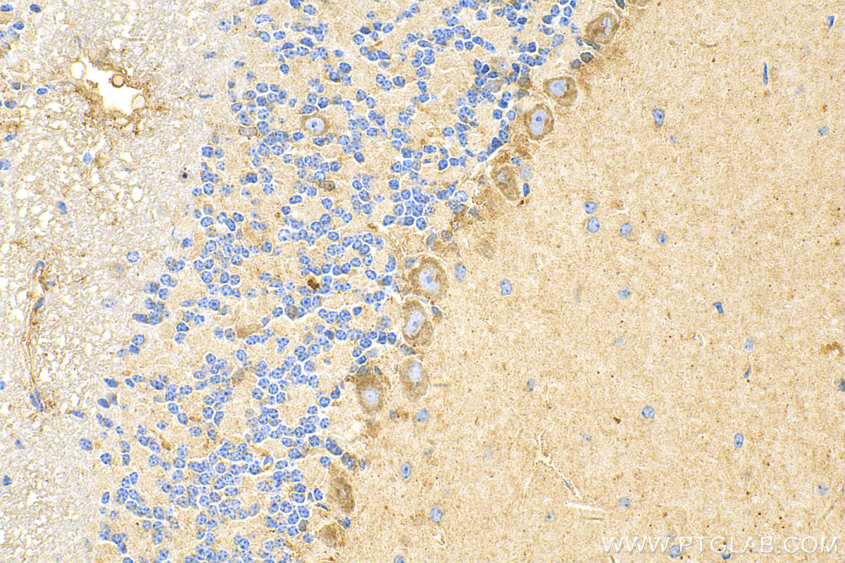 IHC staining of mouse cerebellum using 31720-1-AP