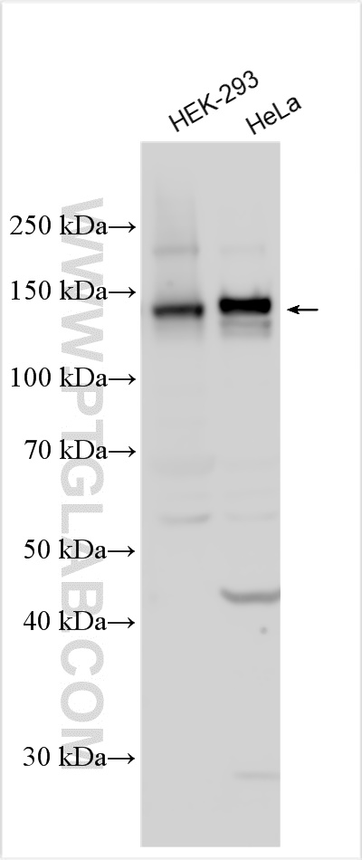 WB analysis using 31720-1-AP