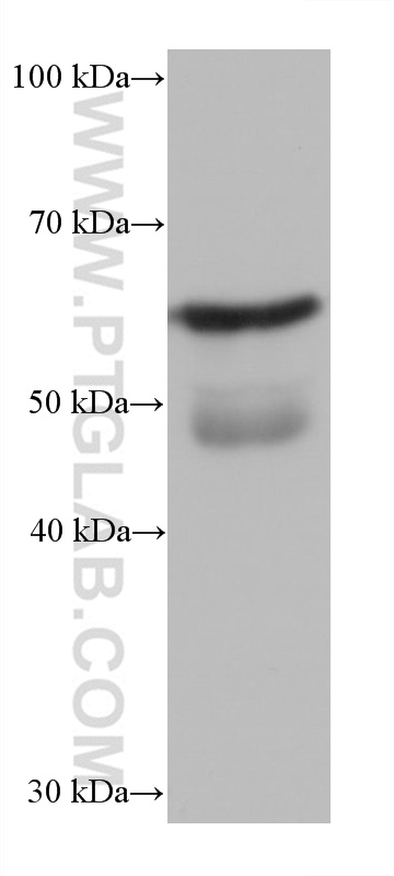 WB analysis of mouse testis using 68533-1-Ig (same clone as 68533-1-PBS)