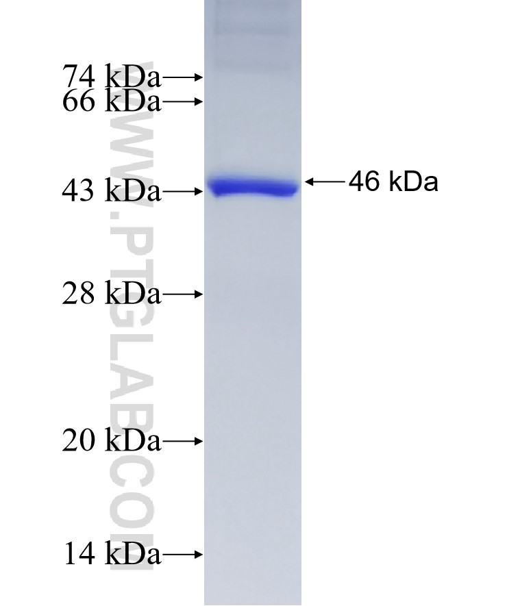 PUM1 fusion protein Ag8954 SDS-PAGE