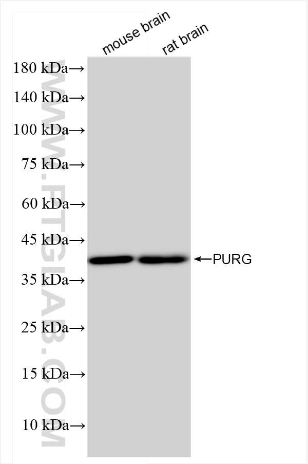 WB analysis using 84399-3-RR (same clone as 84399-3-PBS)