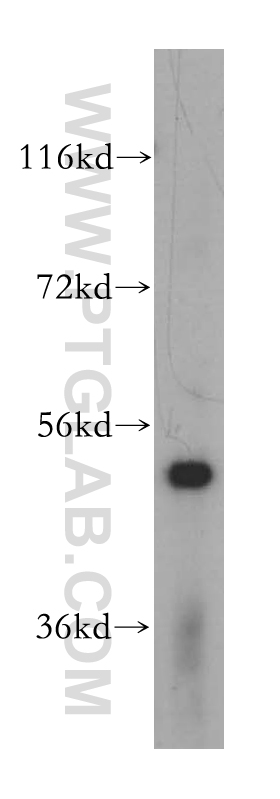 WB analysis of A549 using 17248-1-AP