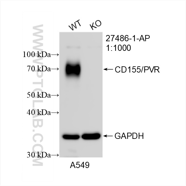 WB analysis of A549 using 27486-1-AP