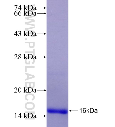 PVR fusion protein Ag28303 SDS-PAGE