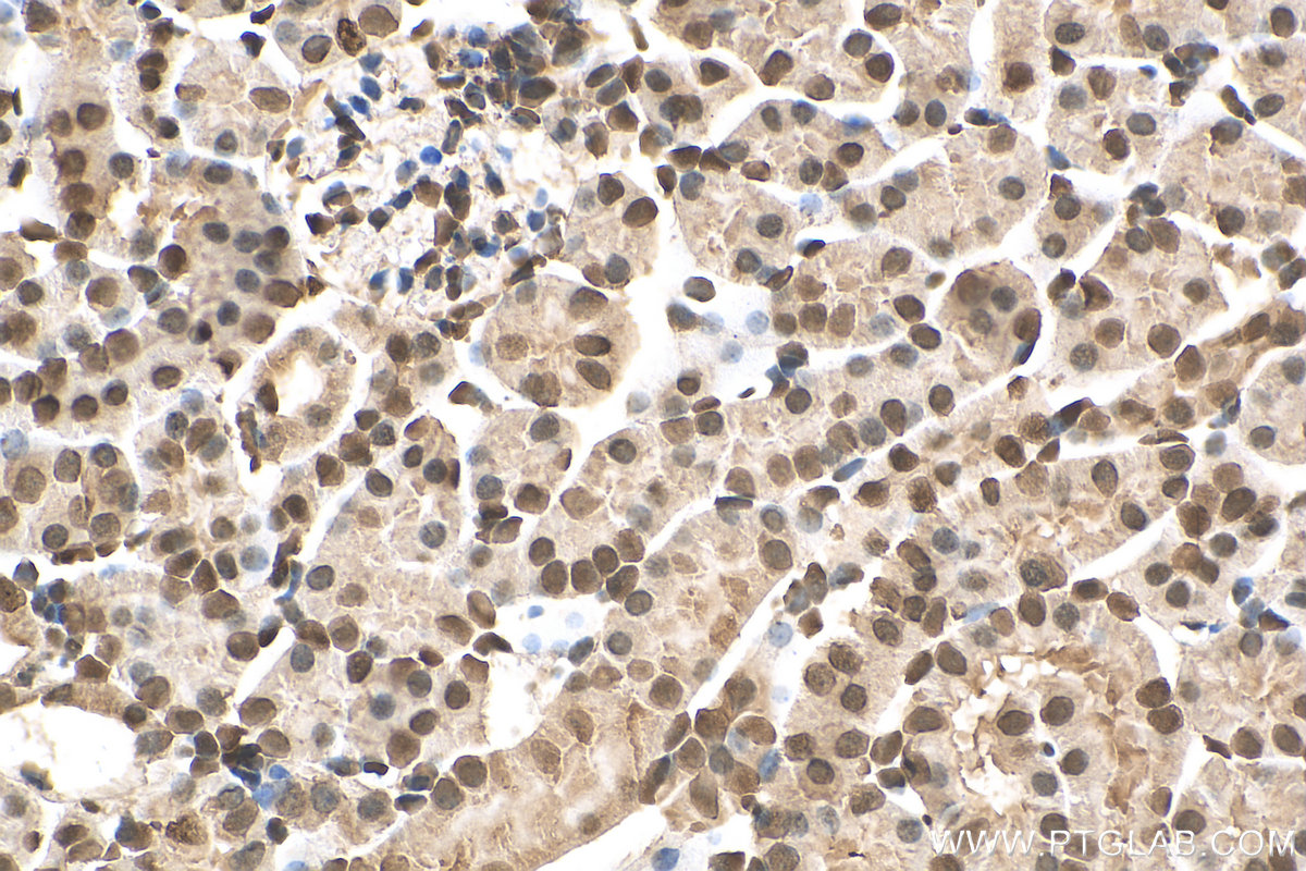 IHC staining of mouse kidney using 67912-1-Ig (same clone as 67912-1-PBS)