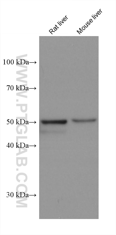 WB analysis using 67912-1-Ig