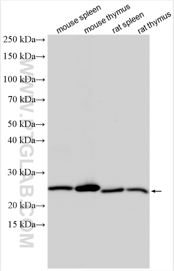 WB analysis using 30641-1-AP