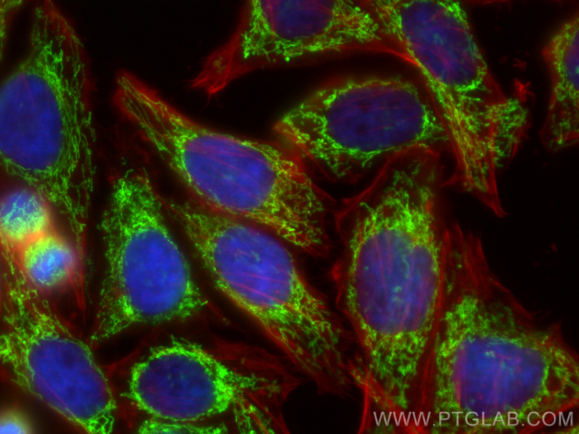 IF Staining of HepG2 using 13108-1-AP