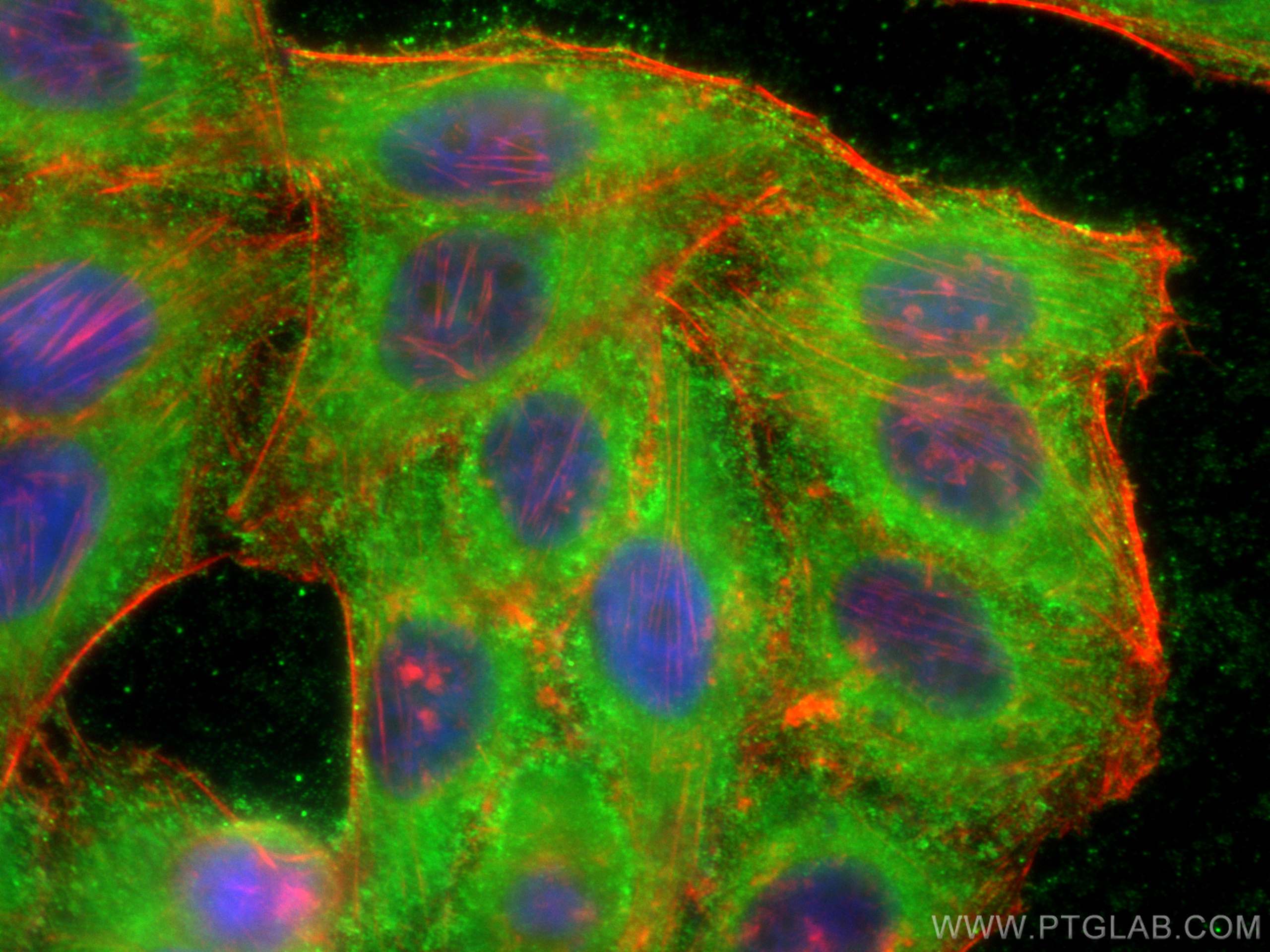 IF Staining of HepG2 using 19716-1-AP