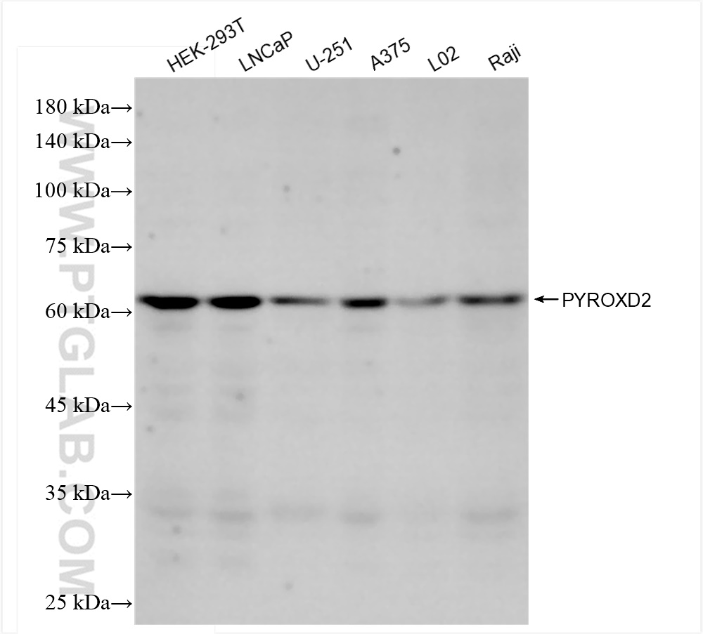 WB analysis using 83954-1-RR (same clone as 83954-1-PBS)