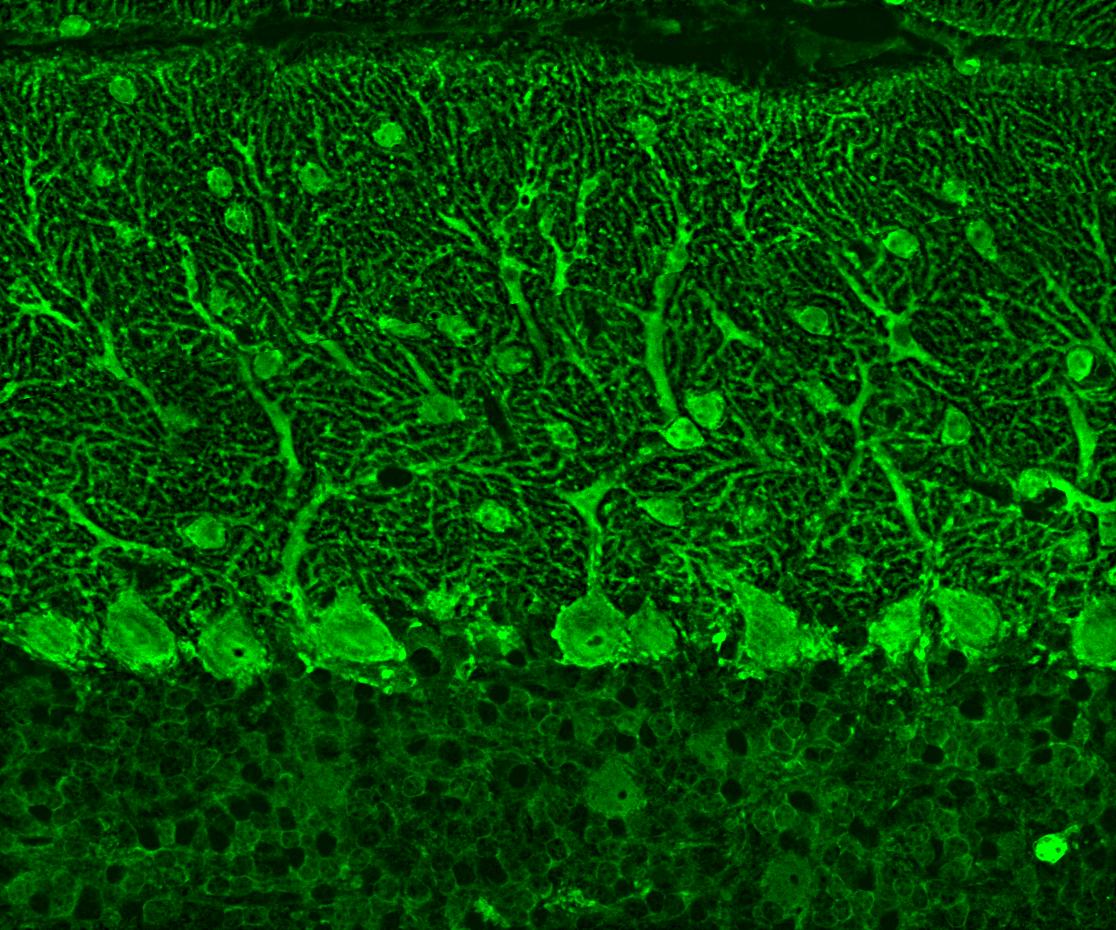 IF Staining of mouse cerebellum tissue using 29312-1-AP