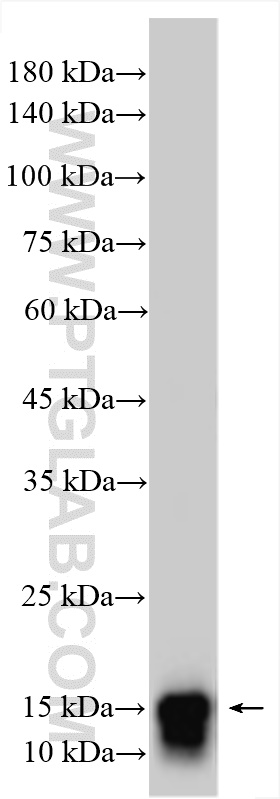 WB analysis using 29312-1-AP