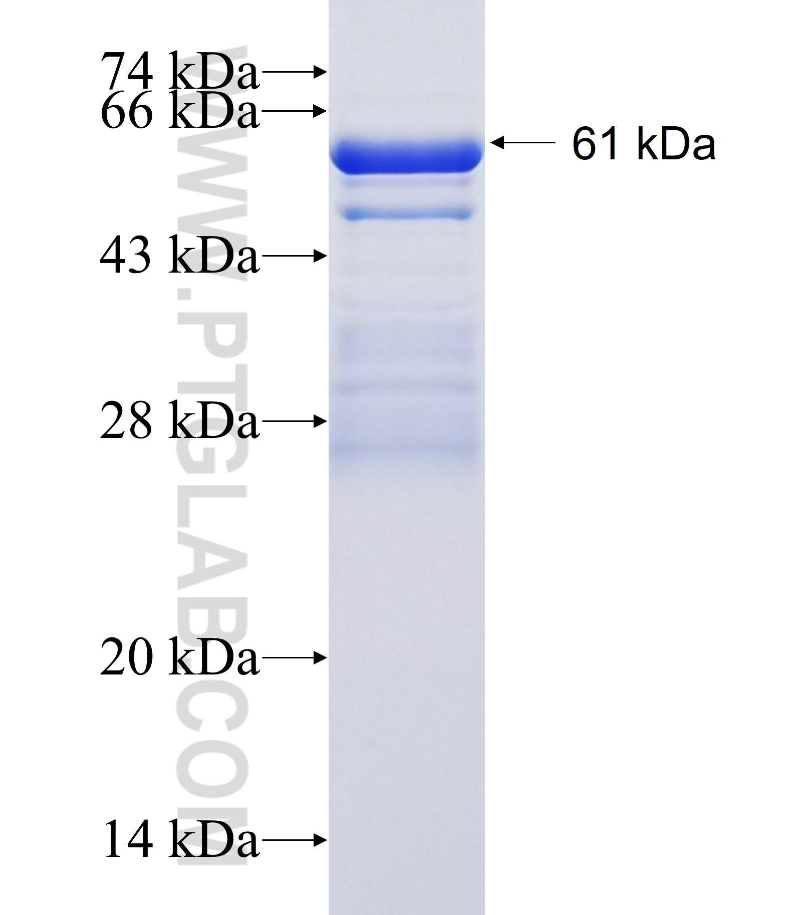 Paxillin fusion protein Ag33616 SDS-PAGE