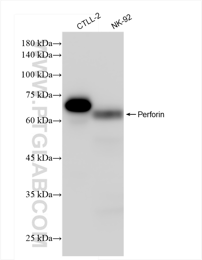 Perforin antibody (83977-1-RR) | Proteintech | 武汉三鹰生物技术有限公司