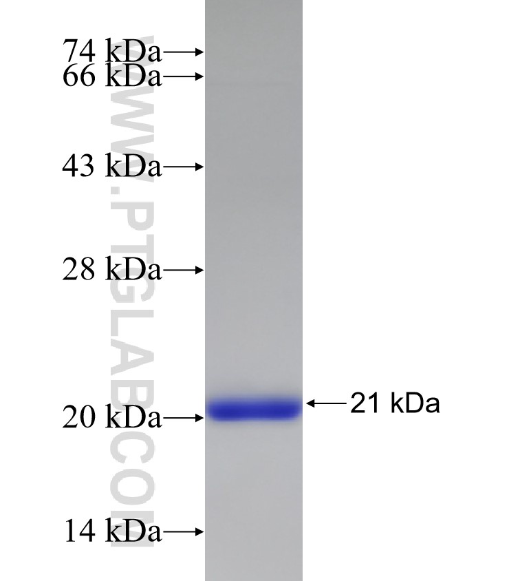Pericentrin fusion protein Ag33019 SDS-PAGE