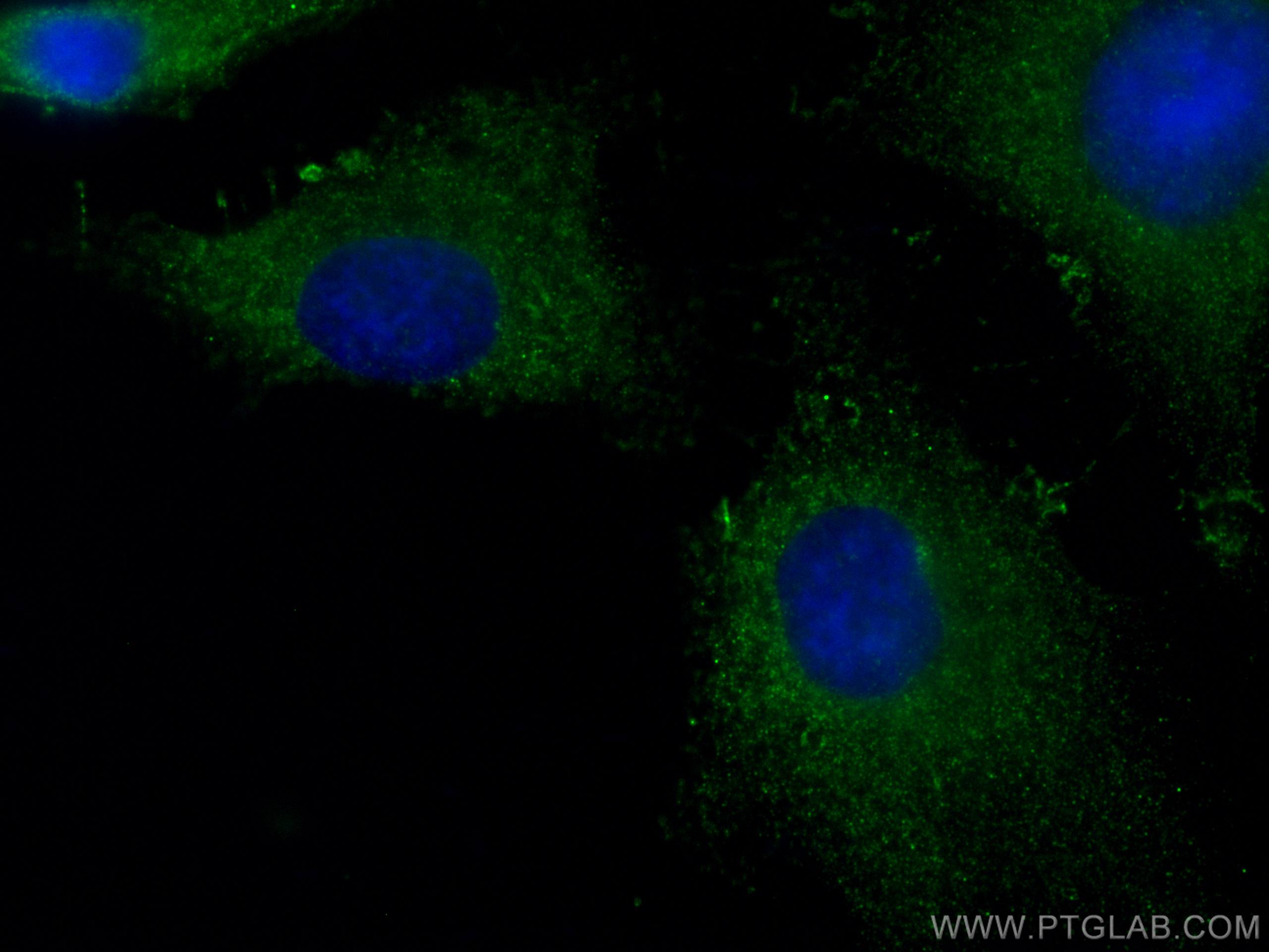 IF Staining of HeLa using CL488-66444