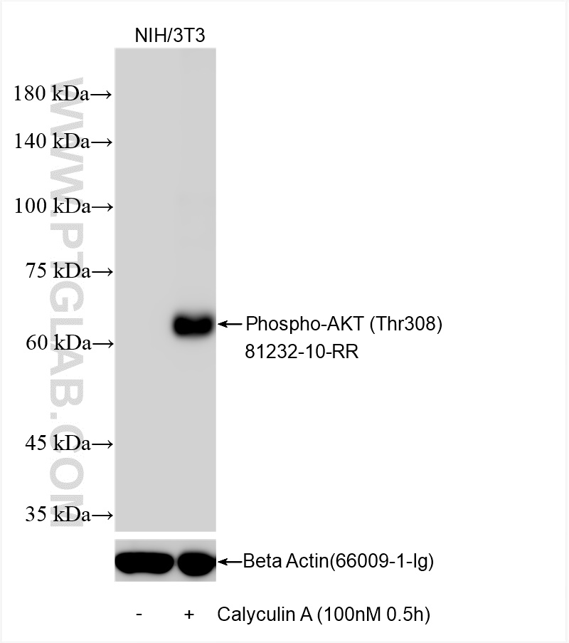 WB analysis using 81232-10-RR