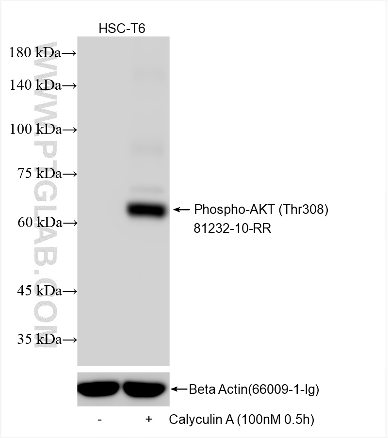 WB analysis using 81232-10-RR