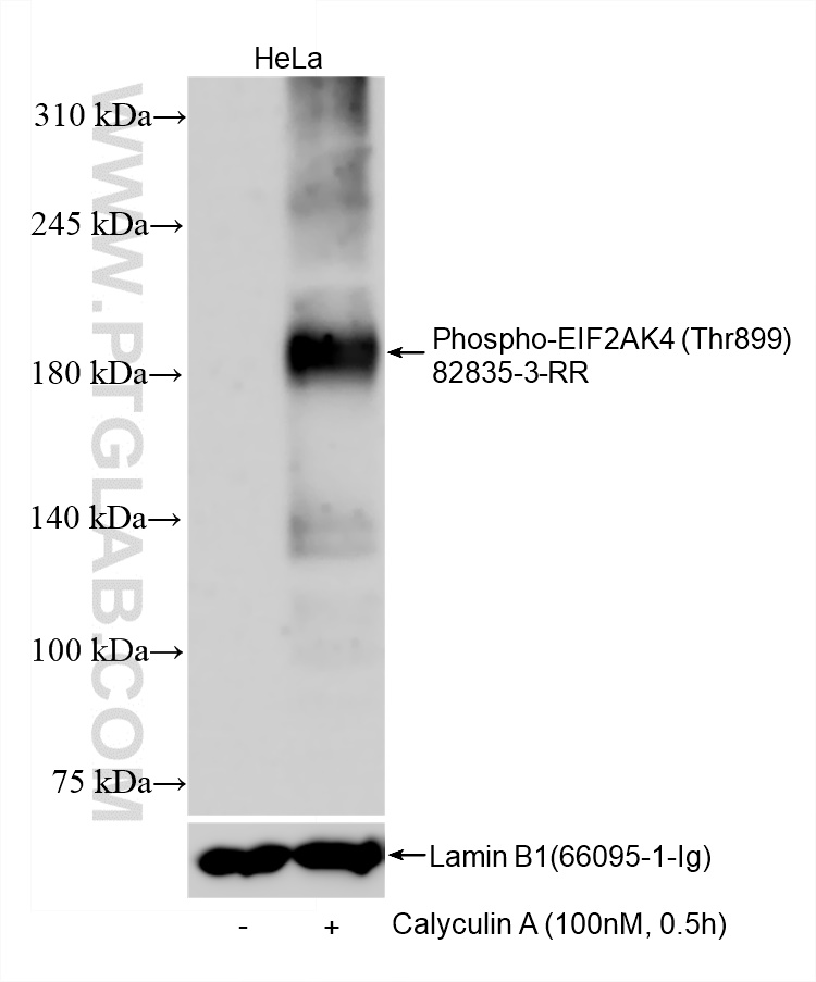 WB analysis using 82835-3-RR