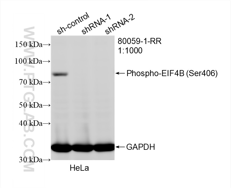 WB analysis of HeLa using 80059-1-RR