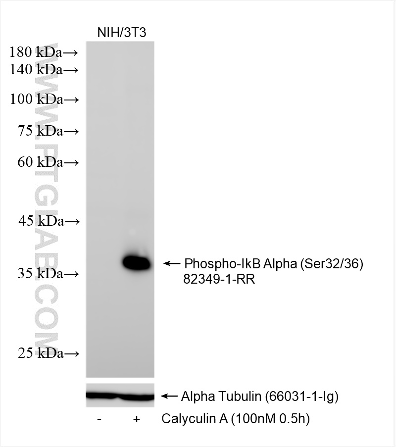 WB analysis of NIH/3T3 using 82349-1-RR