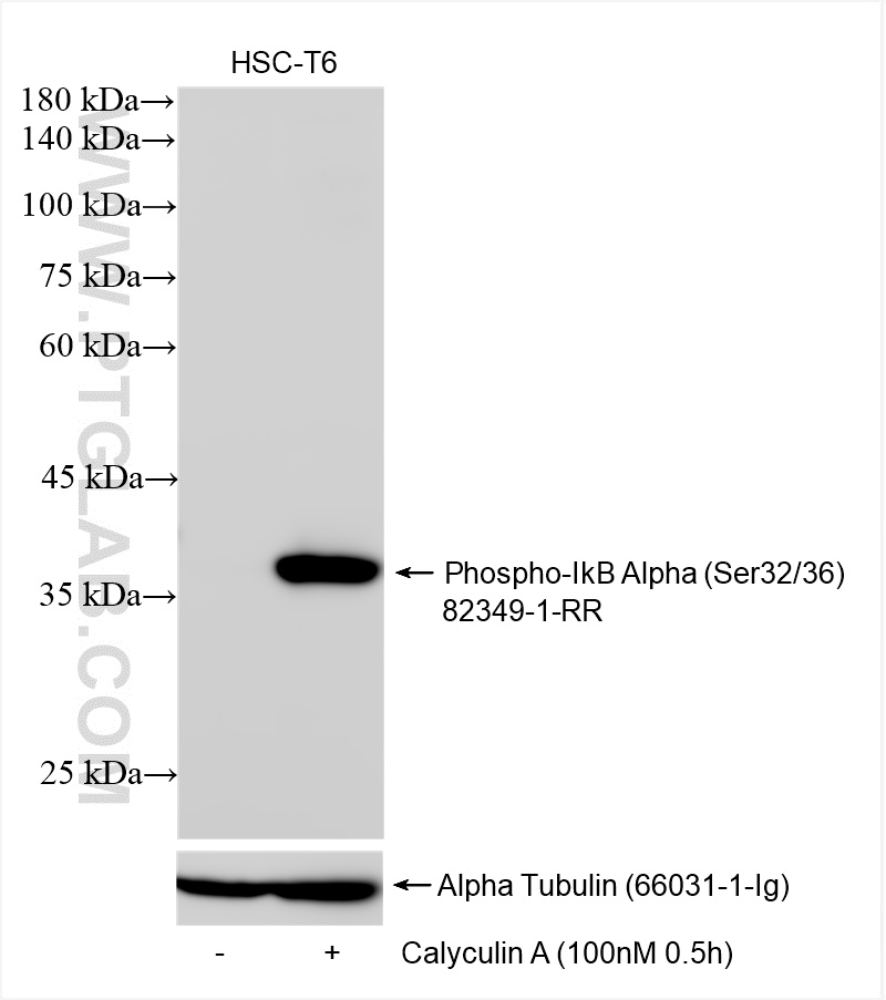 WB analysis using 82349-1-RR