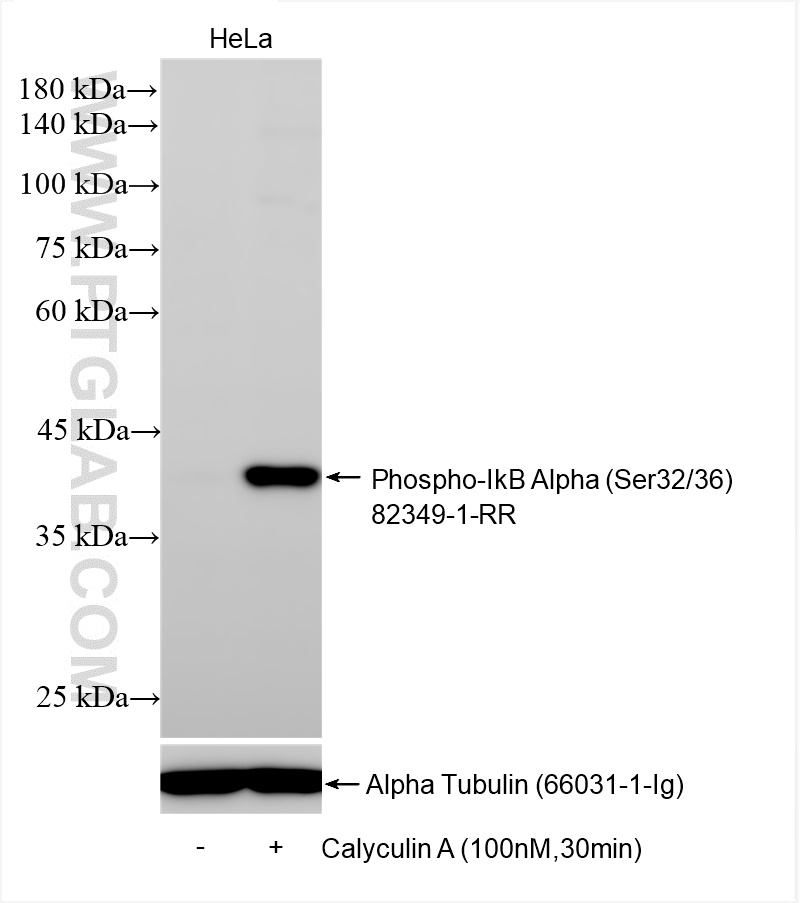 WB analysis using 82349-1-RR