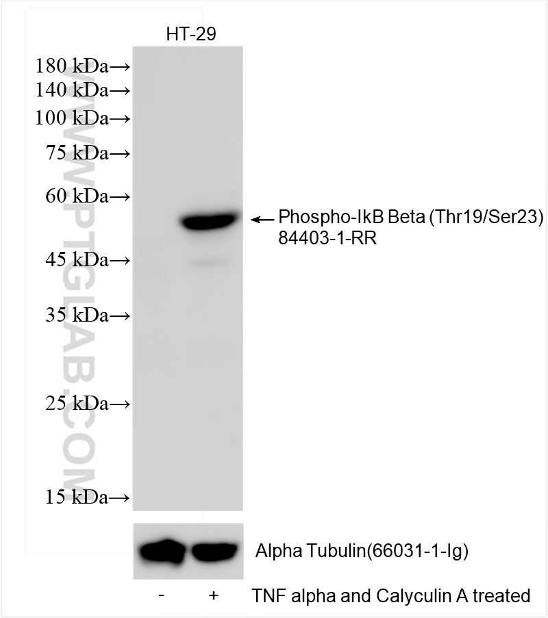 WB analysis of HT-29 using 84403-1-RR (same clone as 84403-1-PBS)