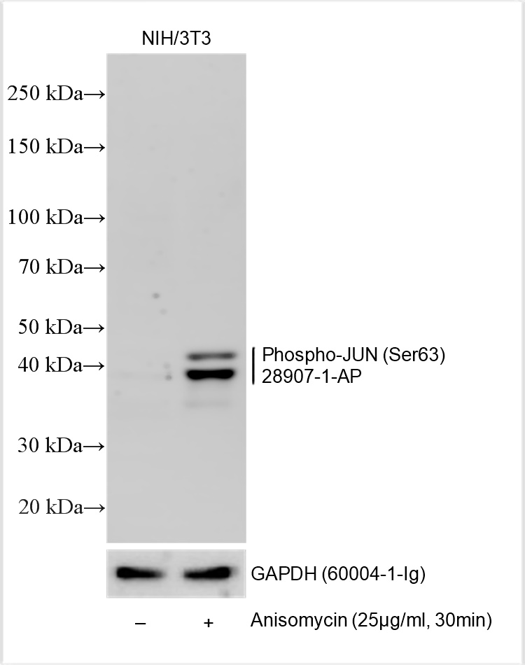 Phospho-JUN (Ser63)