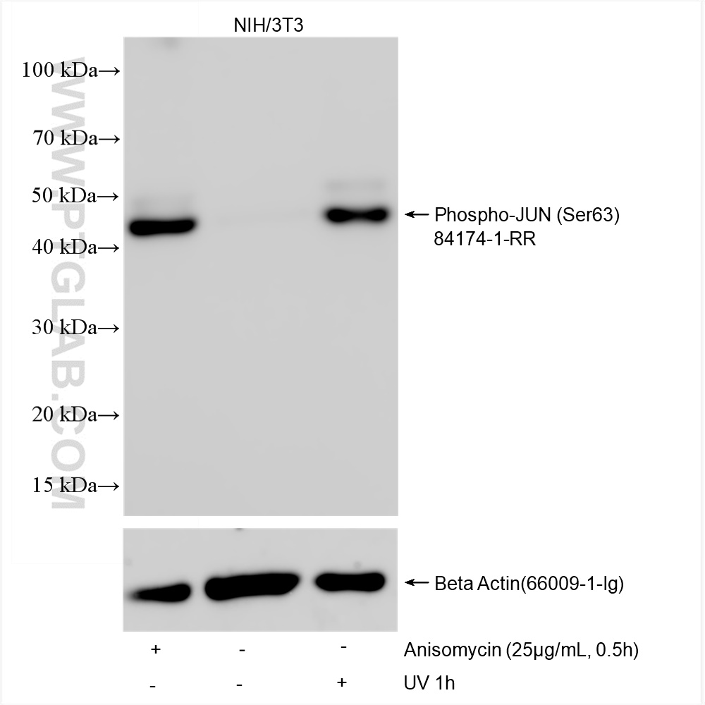 WB analysis using 84147-1-RR