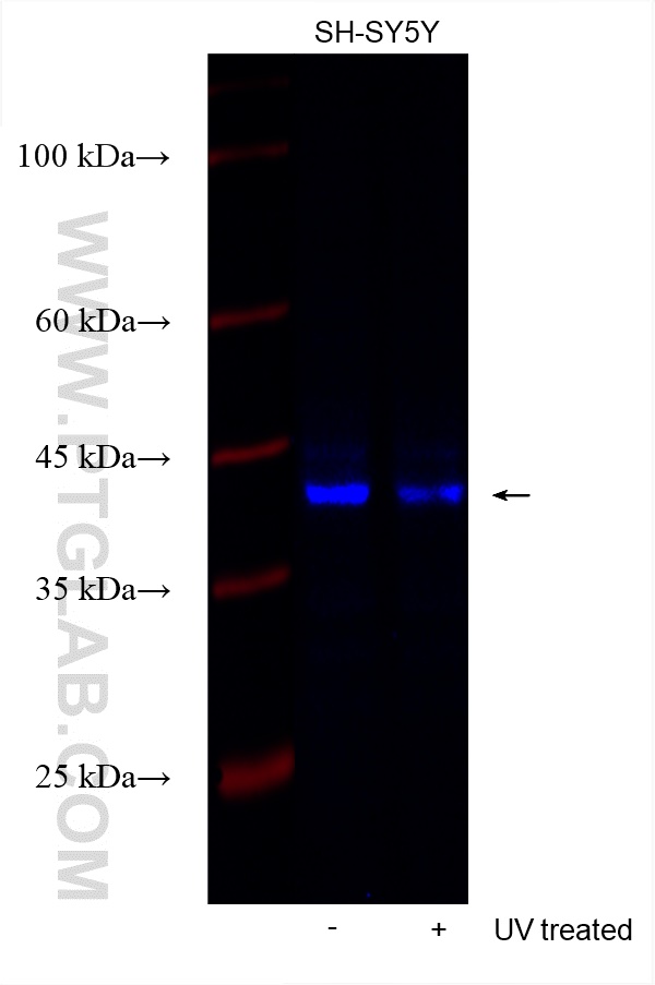 Phospho-JUN (Ser73)