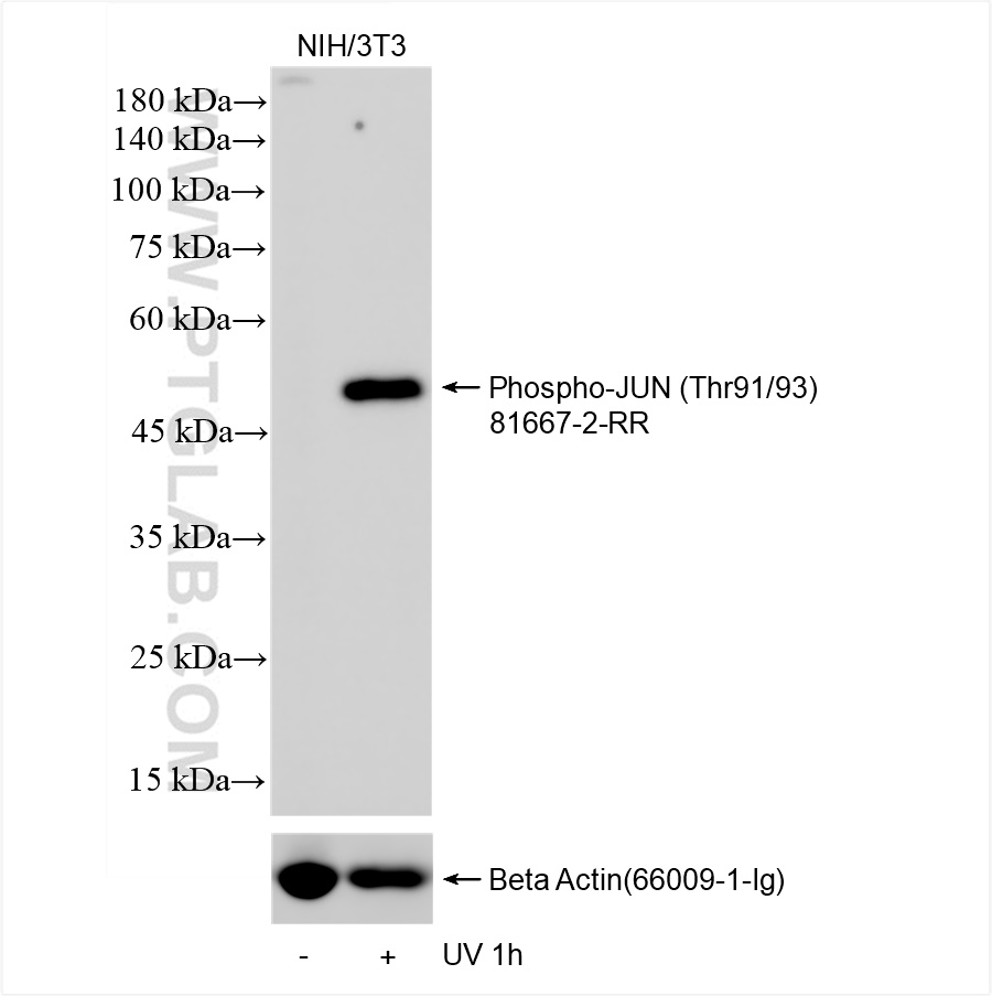 WB analysis using 81667-2-RR