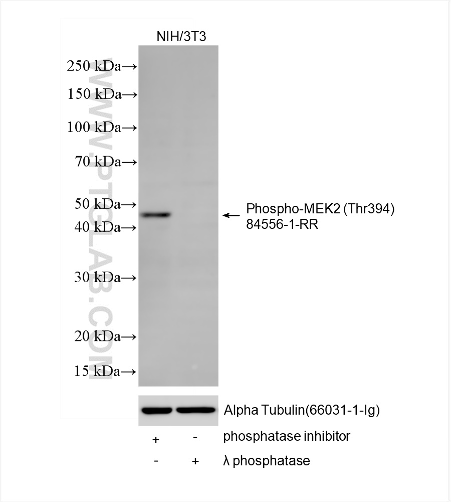 WB analysis of NIH/3T3 using 84556-1-RR