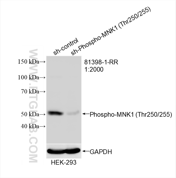 WB analysis of HEK-293 using 81398-1-RR