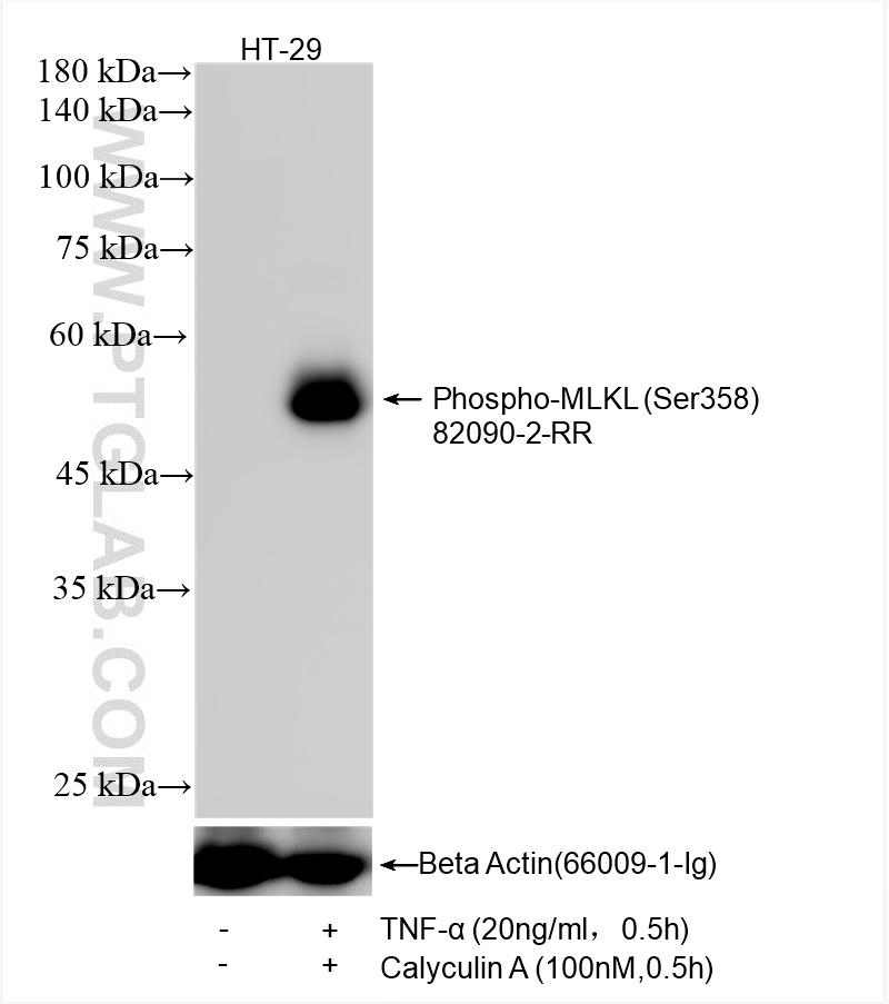 WB analysis of HT-29 using 82090-2-RR