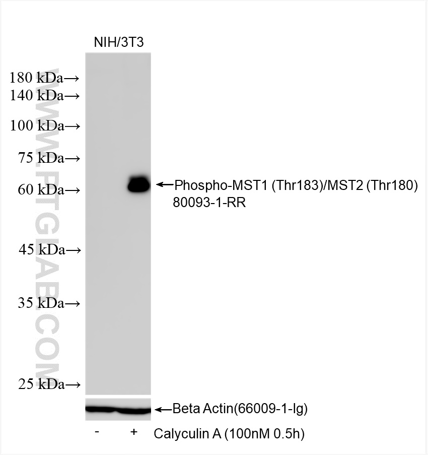 WB analysis using 80093-1-RR (same clone as 80093-1-PBS)