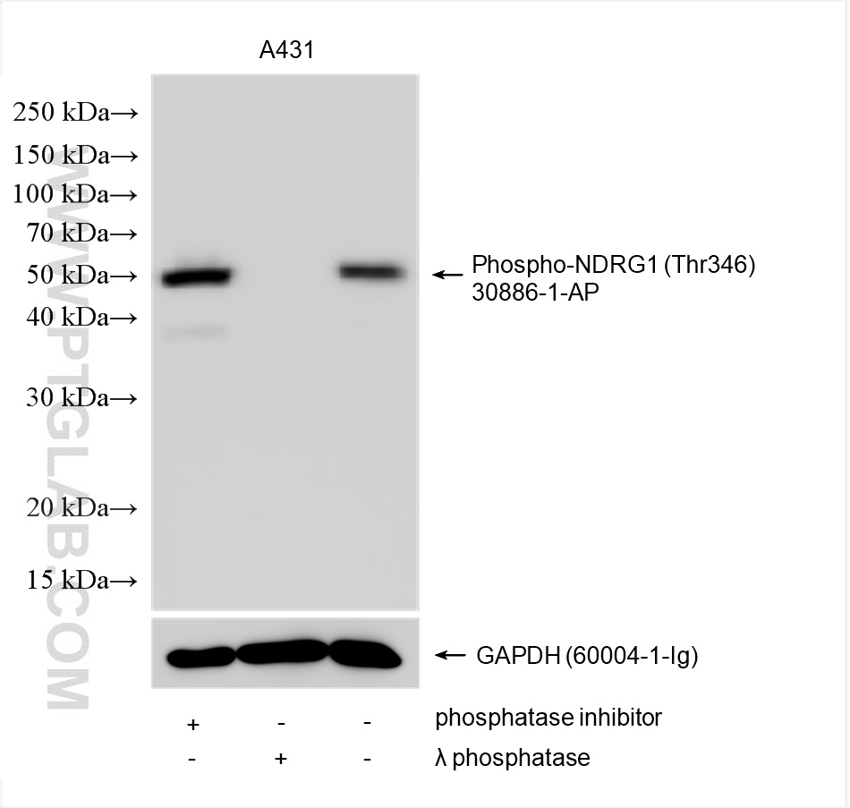 WB analysis using 30886-1-AP