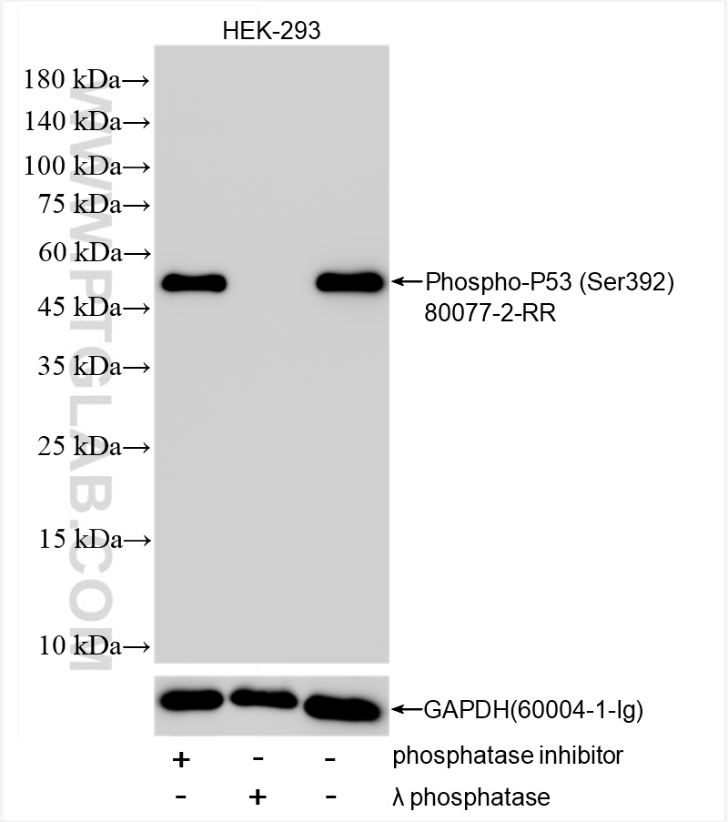 WB analysis of HEK-293 using 80077-2-RR (same clone as 80077-2-PBS)