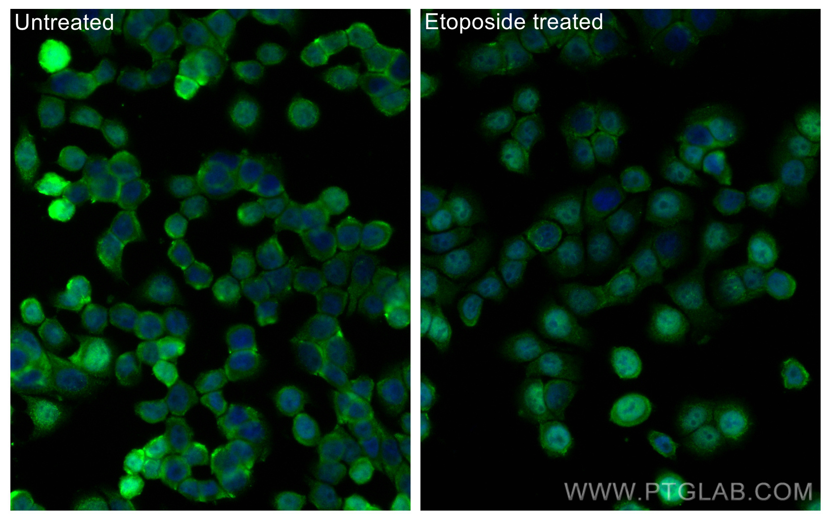 IF Staining of HT-29 using CL488-67900